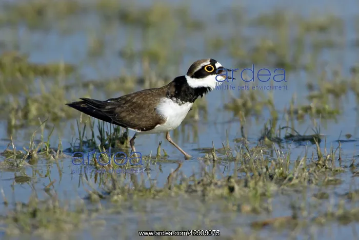 : Little Ringed Plover - male bird courtship displaying : Little Ringed Plover - male bird courtship displaying