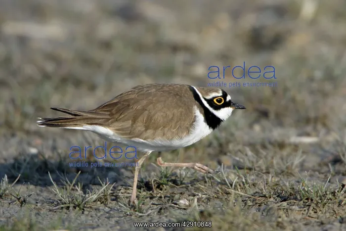 : Little Ringed Plover - male displaying to female : Little Ringed Plover - male displaying to female