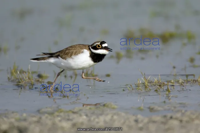 : Little Ringed Plover - male displaying to female : Little Ringed Plover - male displaying to female