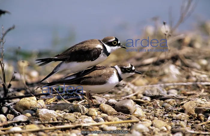  : Little-Ringed PLOVER - mating