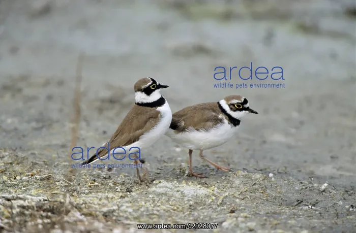 : Little Ringed PLOVER - Pair courtship displaying : Little Ringed PLOVER - Pair courtship displaying