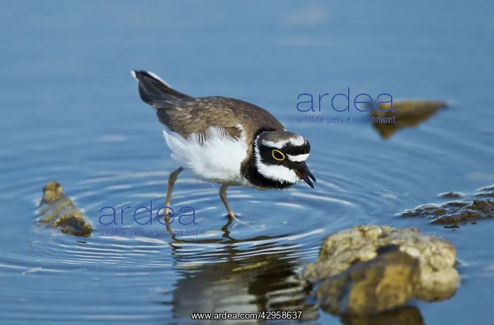 : Little-ringed Plover - searching for food : Little-ringed Plover - searching for food