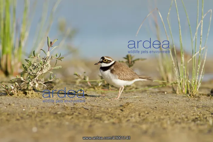 : Little Ringed Plover - walking on shore : Little Ringed Plover - walking on shore