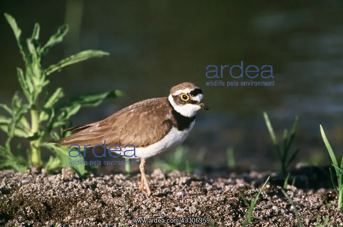 : LITTLE RINGED PLOVER - by water : LITTLE RINGED PLOVER - by water