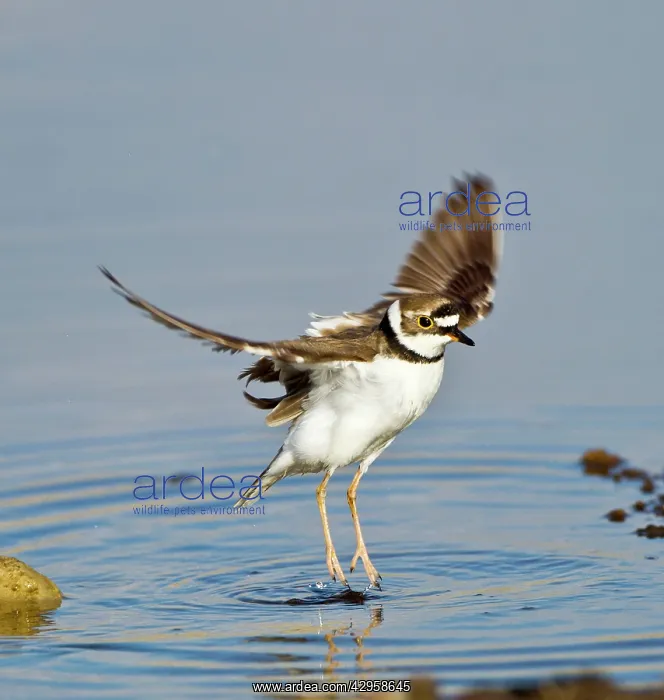 : Little-ringed Plover - wing stretching : Little-ringed Plover - wing stretching