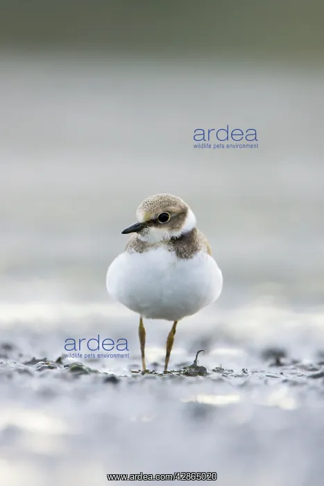 : Little Ringed Plover - In winter plumage : Little Ringed Plover - In winter plumage