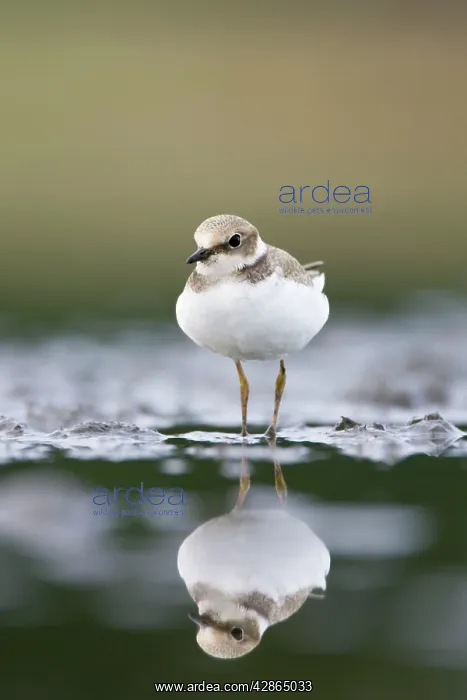 : Little Ringed Plover - In winter plumage : Little Ringed Plover - In winter plumage