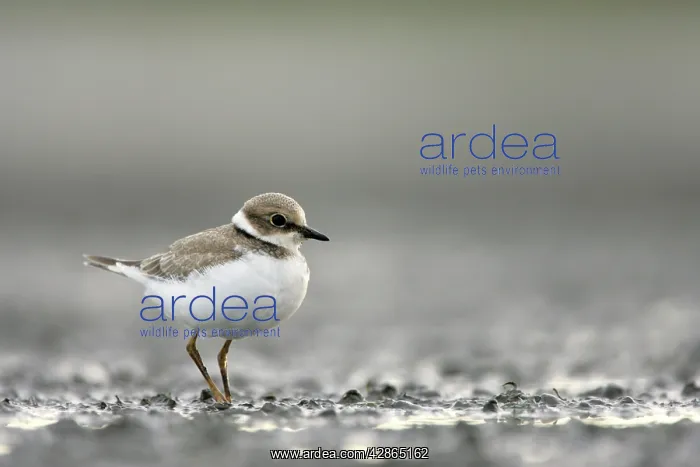 : Little Ringed Plover - In winter plumage : Little Ringed Plover - In winter plumage