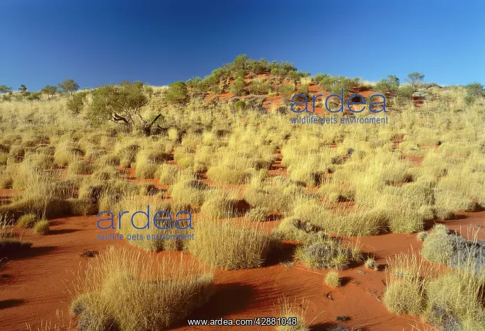 : Little Sandy Desert : Little Sandy Desert