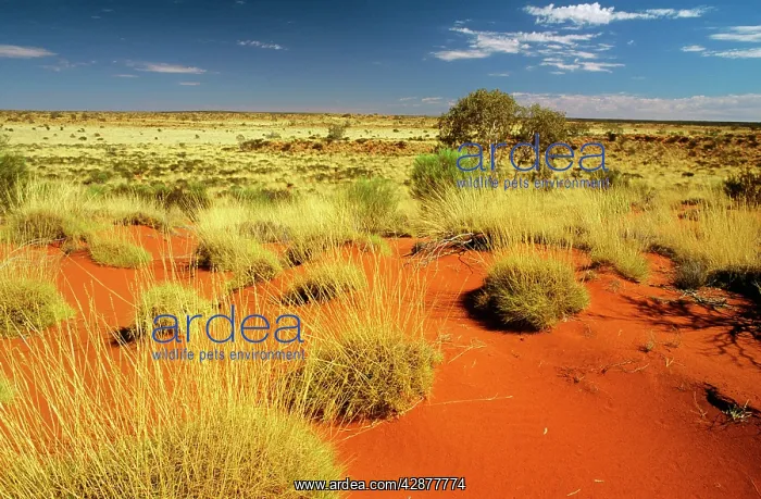  : Little Sandy Desert Western Australia