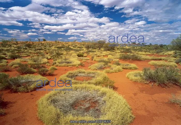 : Little Sandy Desert, Western Australia : Little Sandy Desert, Western Australia