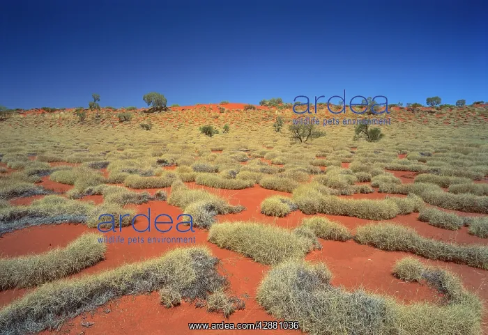  : Little Sandy Desert, Western Australia - Spinifex