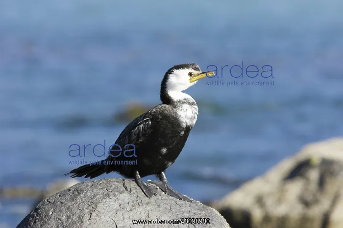 : Little Shag : Little Shag
