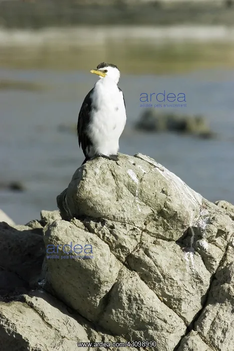 : Little Shag : Little Shag