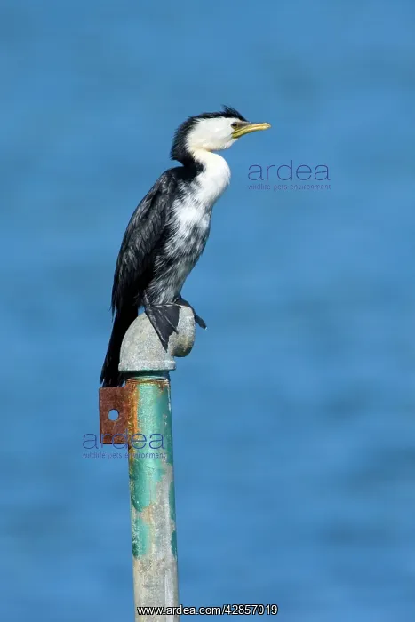 : Little Shag - sitting on an old pipe looking out : Little Shag - sitting on an old pipe looking out