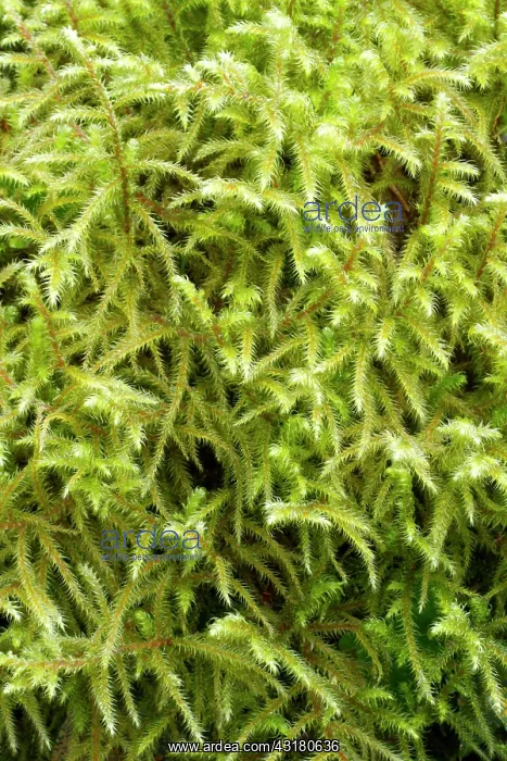  : Little shaggy-moss - Plougastel-Daoulas, Finistere