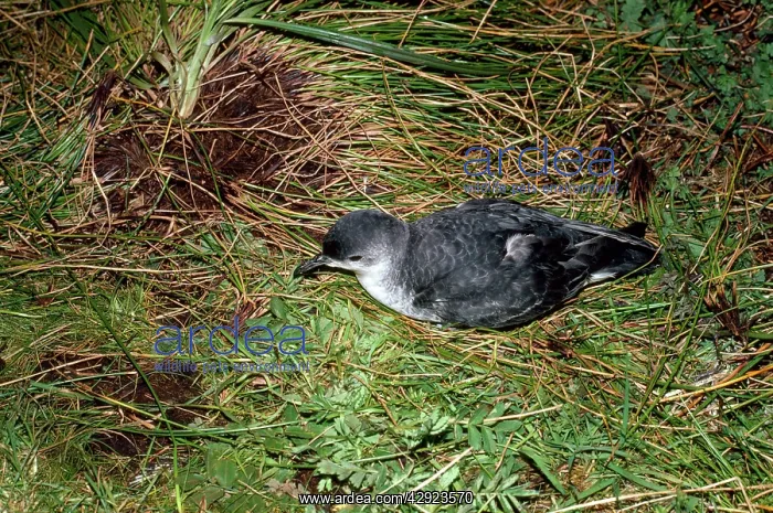 : Little Shearwater - on ground : Little Shearwater - on ground