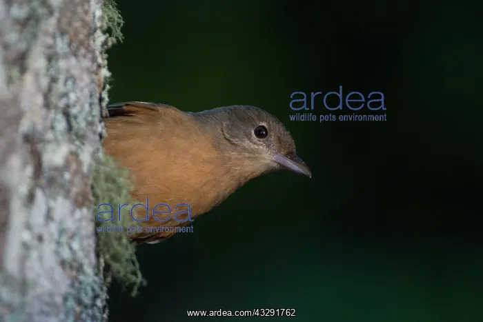 : Little Shrikethrush - feeding on a tree trunk : Little Shrikethrush - feeding on a tree trunk