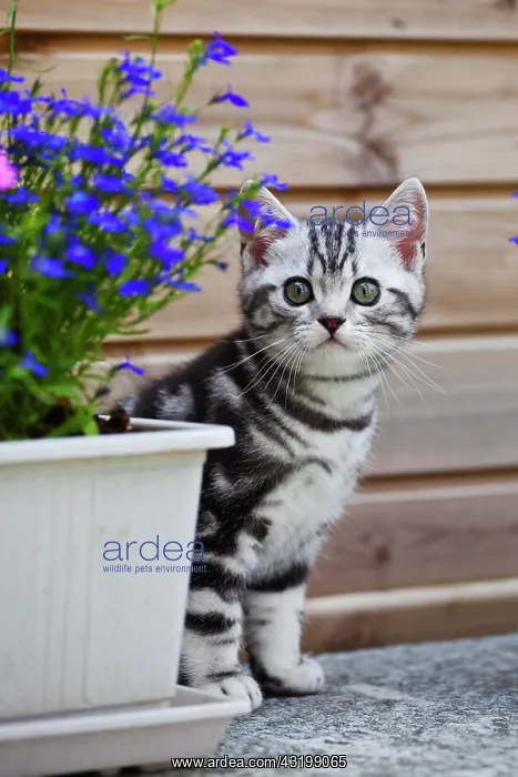  : Little silver tabby British Shorthair kitten in