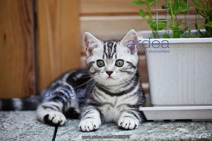 : Little silver tabby British Shorthair kitten in : Little silver tabby British Shorthair kitten in