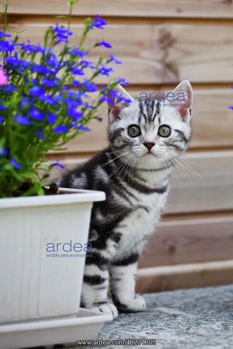  : Little silver tabby British Shorthair kitten in