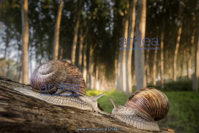 : Two little snails on a climbing plant : Two little snails on a climbing plant