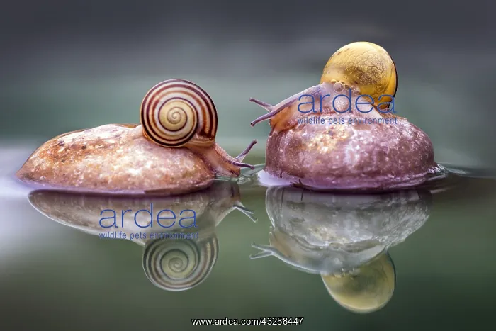 : Two little snails on rocks in water, Luzzara, Reggio : Two little snails on rocks in water, Luzzara, Reggio
