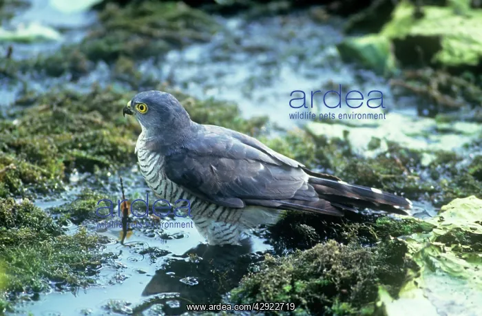 : Little Sparrowhawk : Little Sparrowhawk