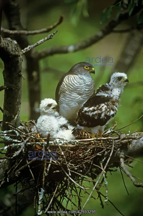 : Little Sparrowhawk - with chicks at nest : Little Sparrowhawk - with chicks at nest
