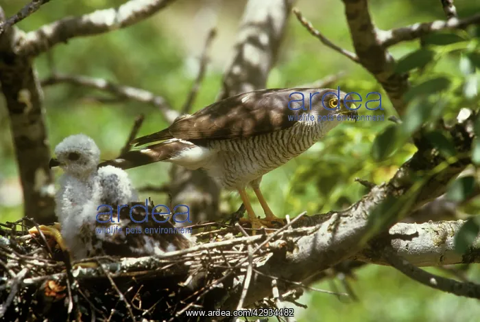 : Little Sparrowhawk - with chicks at nest : Little Sparrowhawk - with chicks at nest