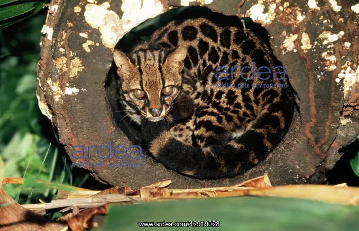 : Little Spotted CAT - curled up : Little Spotted CAT - curled up