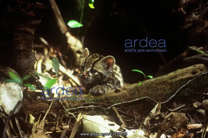: Little Spotted Cat - kitten in entrance to den : Little Spotted Cat - kitten in entrance to den