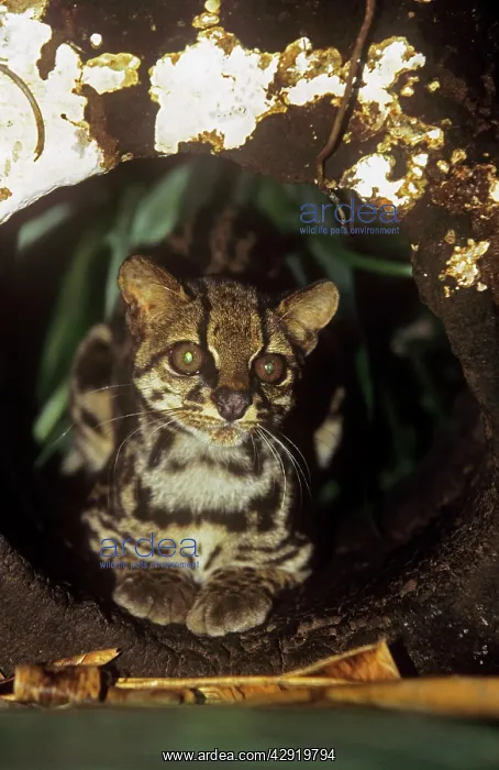 : Little Spotted CAT - sitting : Little Spotted CAT - sitting