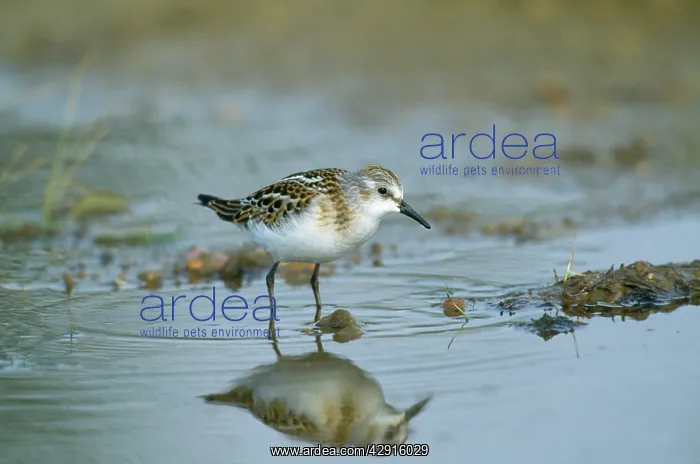  : Little Stint
