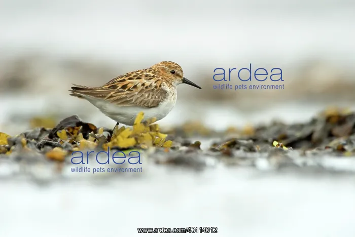 : Little Stint : Little Stint