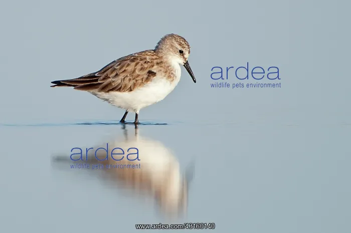 : Little Stint : Little Stint