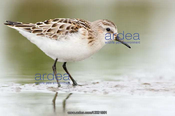 : Little Stint : Little Stint