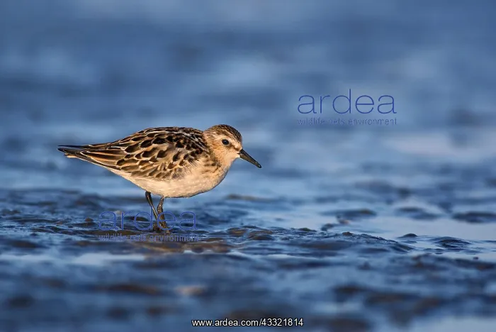 : Little Stint : Little Stint