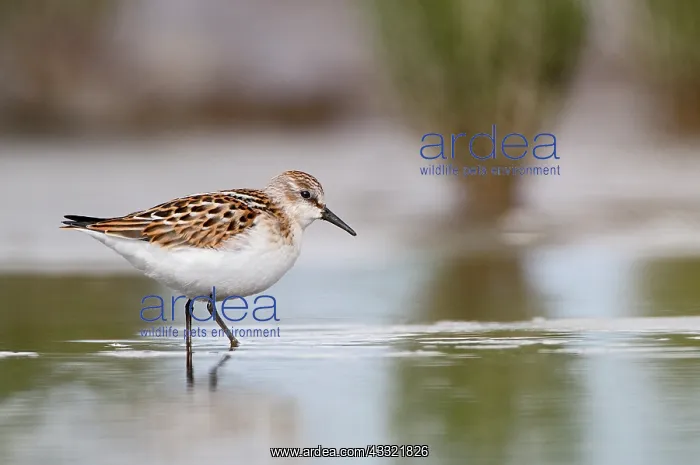 : Little Stint : Little Stint