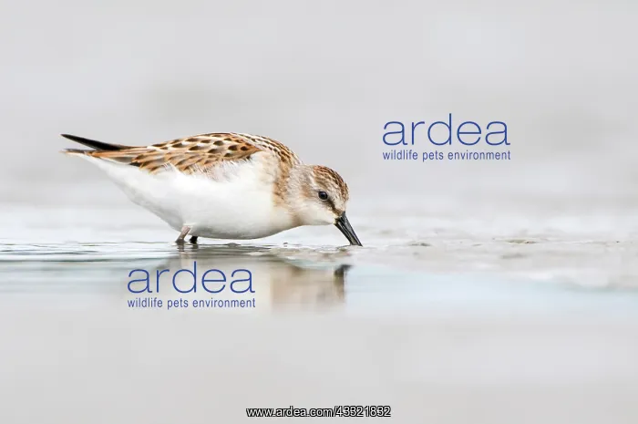 : Little Stint : Little Stint