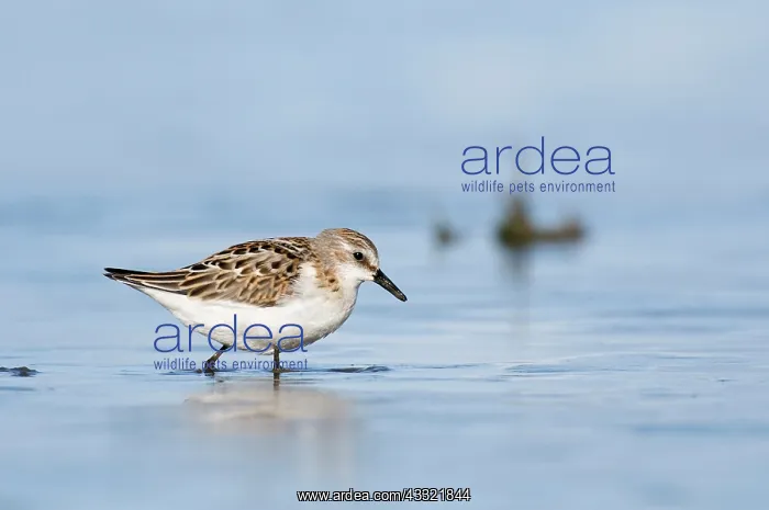 : Little Stint : Little Stint