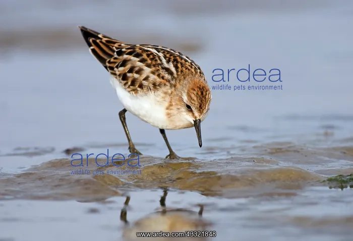: Little Stint : Little Stint