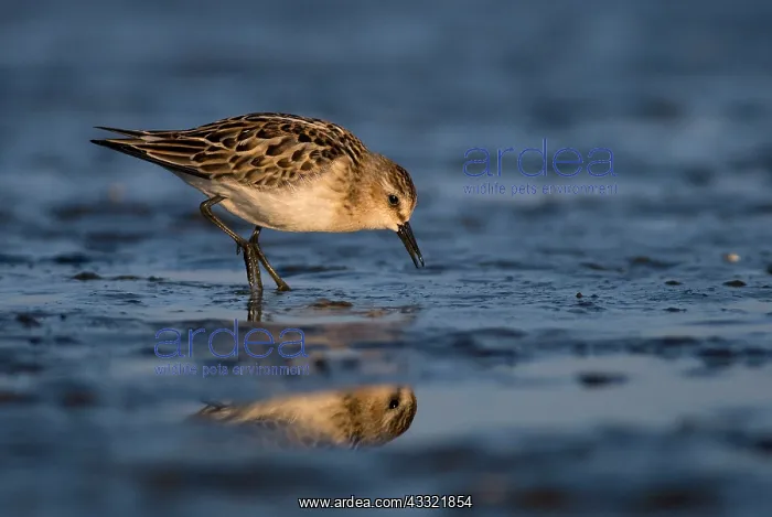: Little Stint : Little Stint