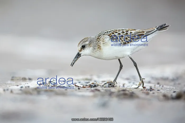 : Little Stint (Calidris minuta) - feeding on Cantabric sea sh : Little Stint (Calidris minuta) - feeding on Cantabric sea sh