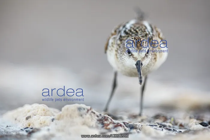 : Little Stint (Calidris minuta) - feeding on Cantabric sea sh : Little Stint (Calidris minuta) - feeding on Cantabric sea sh