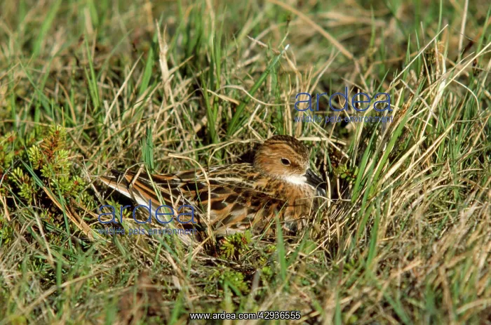: LITTLE STINT - IN GRASS : LITTLE STINT - IN GRASS