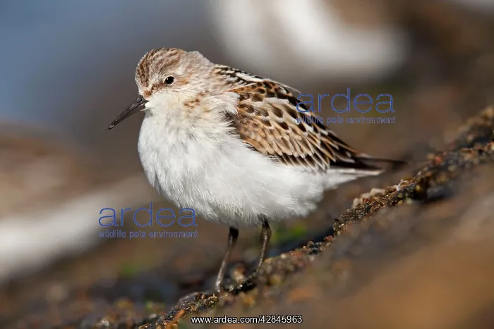 : Little Stint - on the shore : Little Stint - on the shore