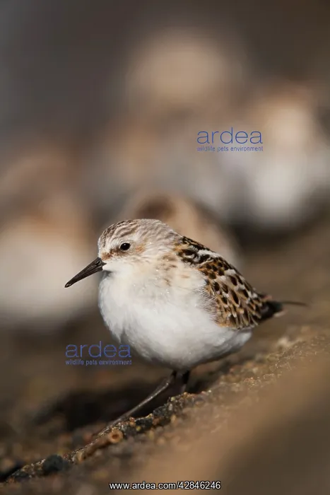: Little Stint - on the shore : Little Stint - on the shore