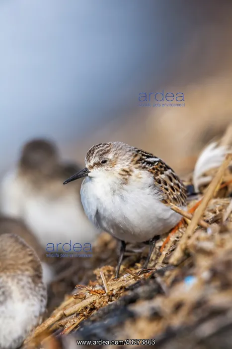 : Little Stint - UK : Little Stint - UK