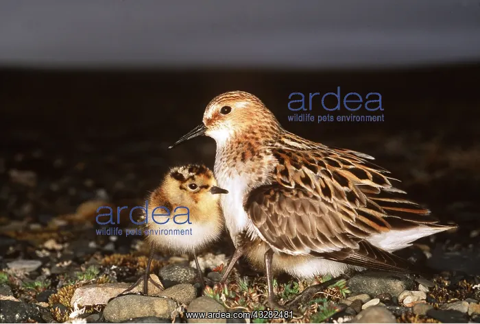 : LITTLE STINT - warming its chicks : LITTLE STINT - warming its chicks
